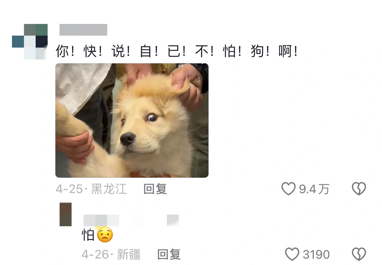 狗狗：被迫进入警备状态？
