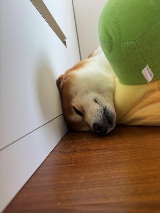 小斗 累了