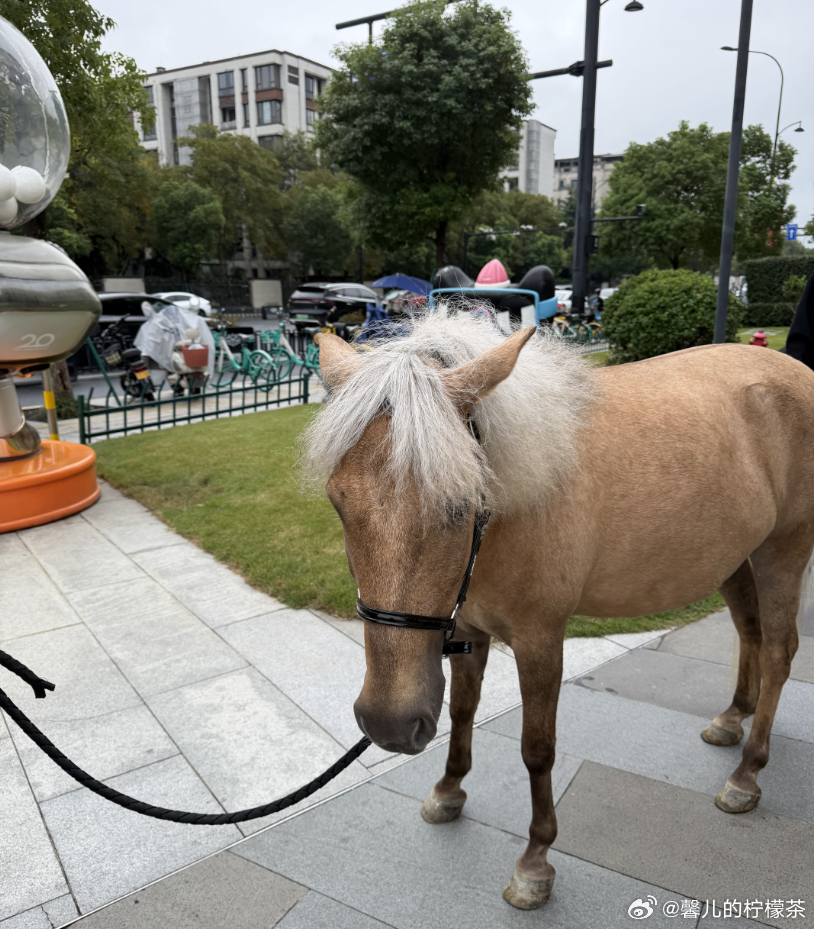 花一下午做了些代言马的物料，别说还真挺好看，有没有颜粉来鉴定下？双11代言是一匹