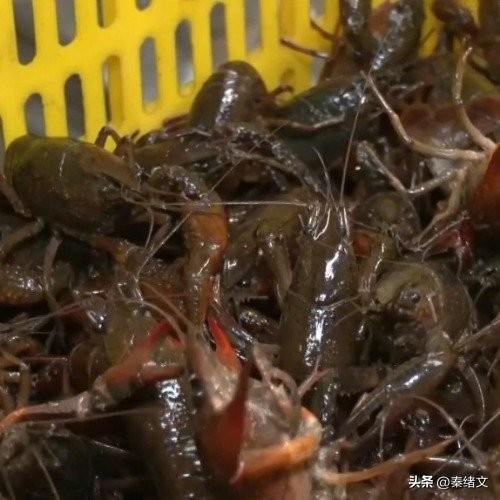 小龙虾批量上市了 鲜活小龙虾18小时达600多城
 
刚告别冬日餐桌，湖北潜江的