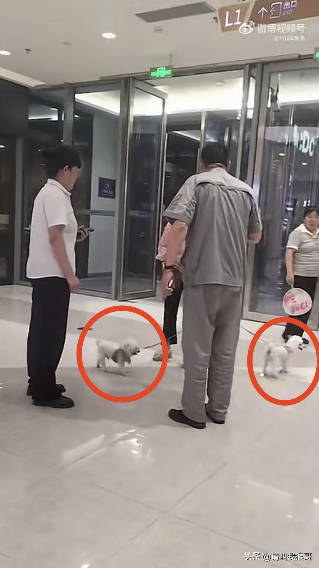 “我的狗很听话，不会捣乱”
“那也不行，商场有规定，狗不允许带进去”
近日，湖北