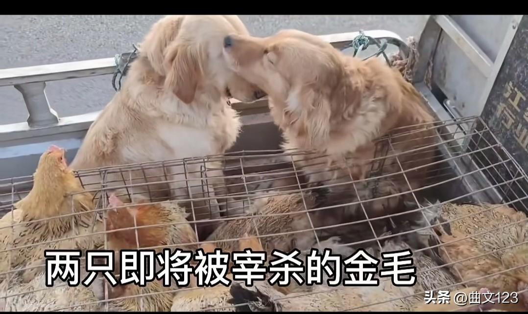 感动，如果不爱请别伤害！太有灵性了，两只即将被宰的杀的金毛，一只留下了绝望的眼泪