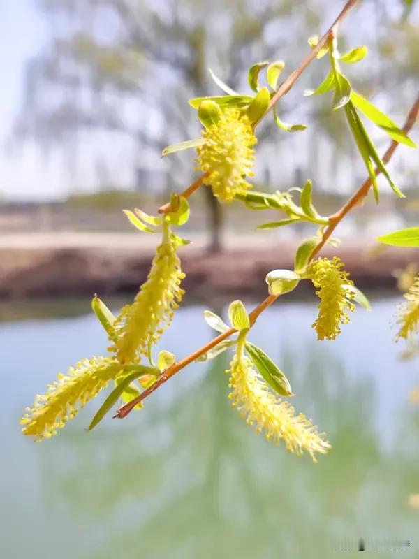“雨欺弱柳千行泪，风抚娇花万缕丝”，这对联真是妙极了！上联里，“雨欺”把雨拟人化