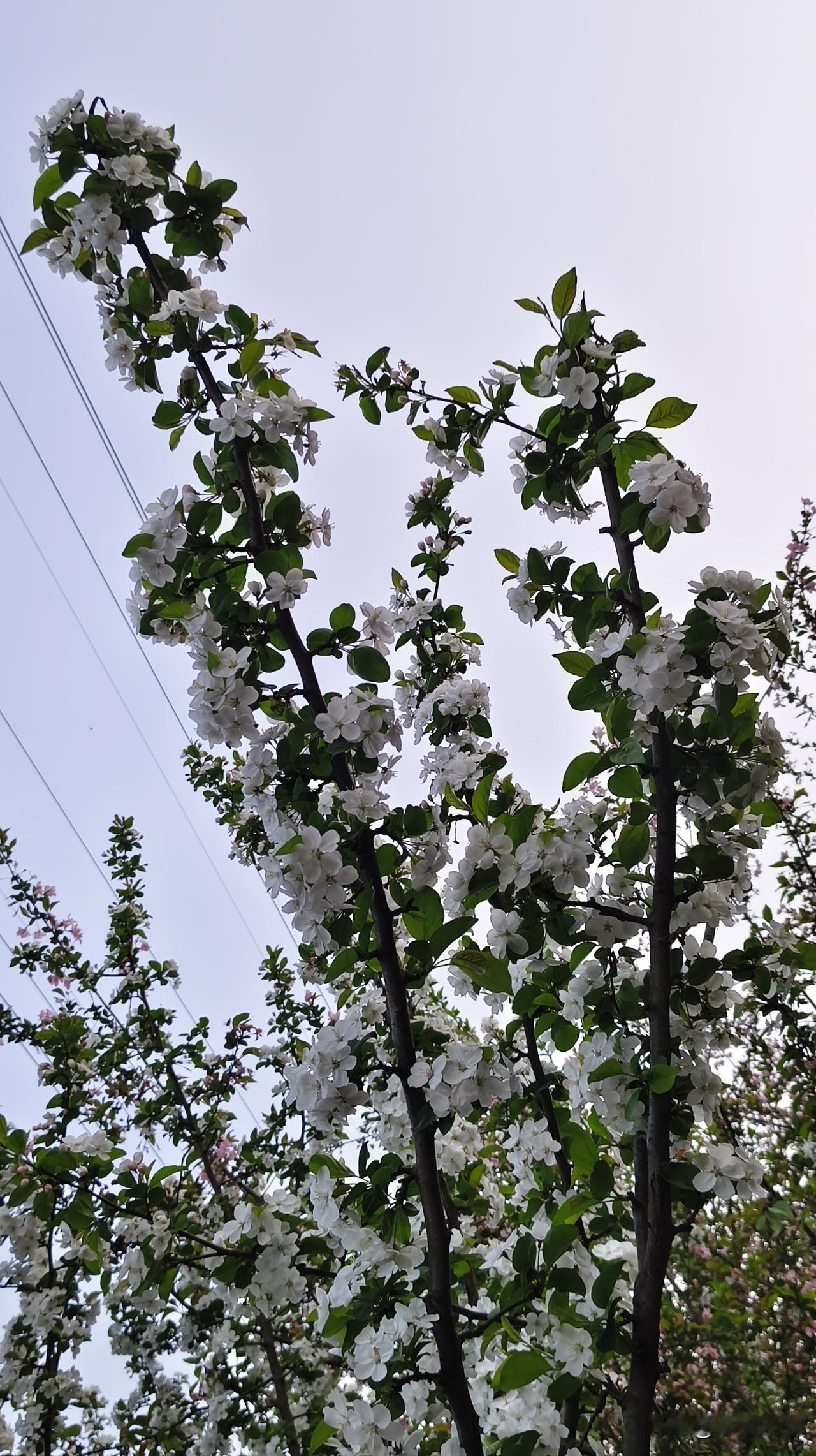 有句话叫伤春悲秋，我就纳闷，春天有什么好伤的？我就一直喜欢春天，春天，万物复苏，