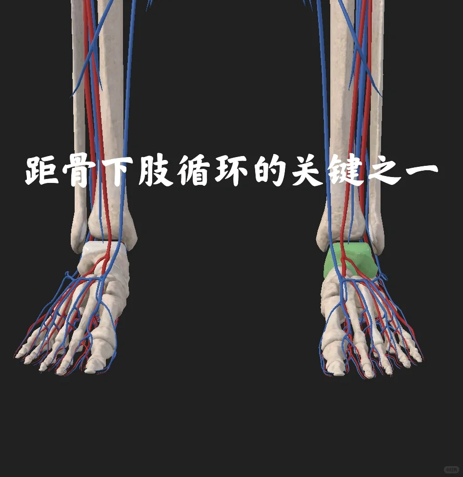 距骨下肢循环的关键之一
