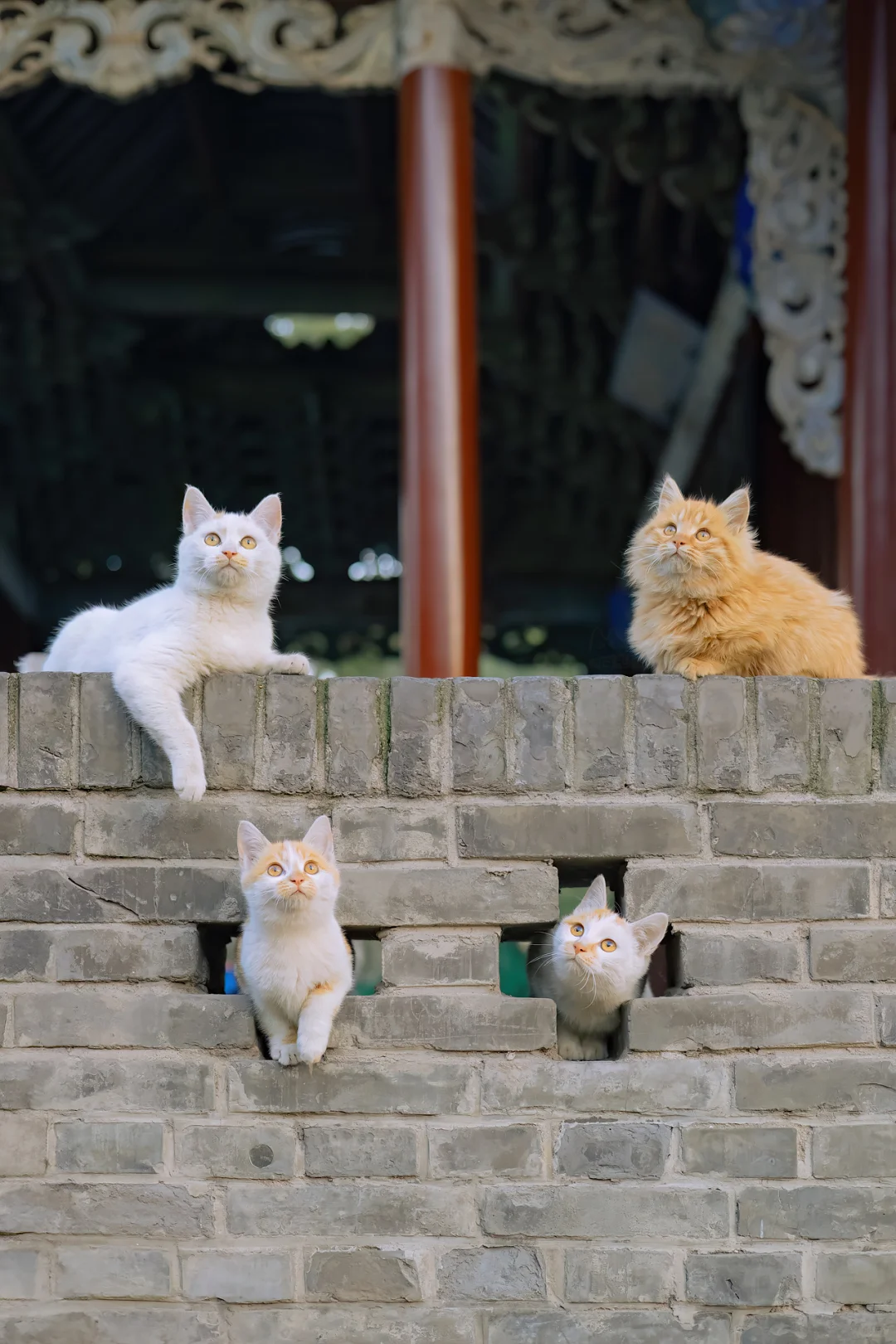 山西古建里的猫
