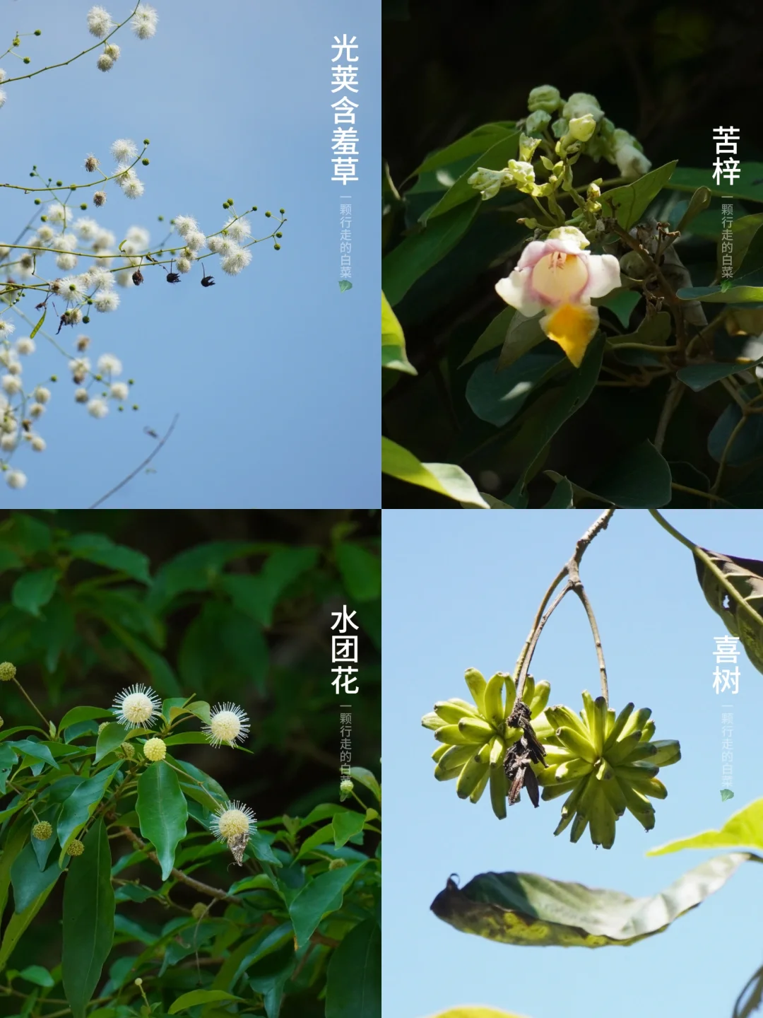 初秋山野｜依旧热烈生长的植物朋友