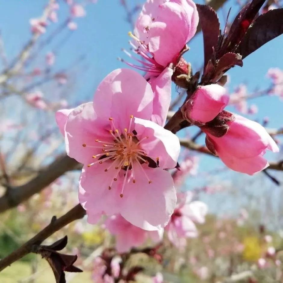 天津一年一度的桃花节要开始了，桃花园、桃诗园、北洋园、西沽公园四个公园同时开幕，