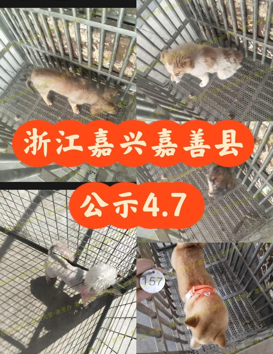 浙江浙里办嘉兴(嘉善)2026.4.7日在线犬只
嘉善寻狗    今天还在的狗狗