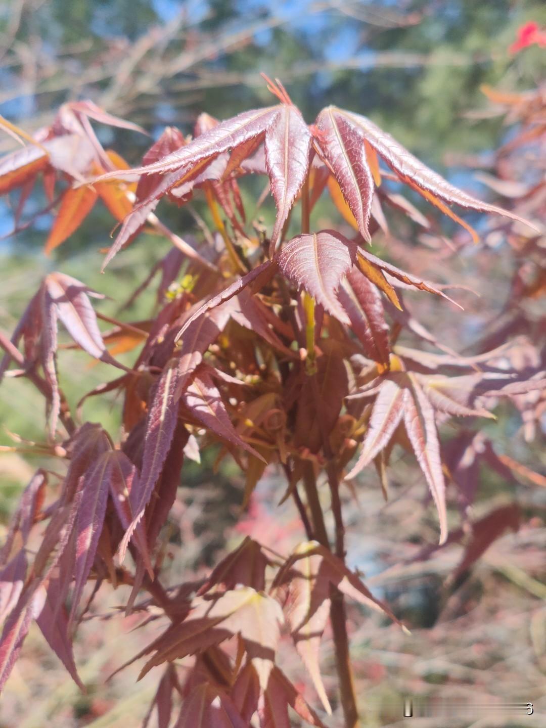 上联:秋光野阔丹枫艳
下联:春气山深碧草幽