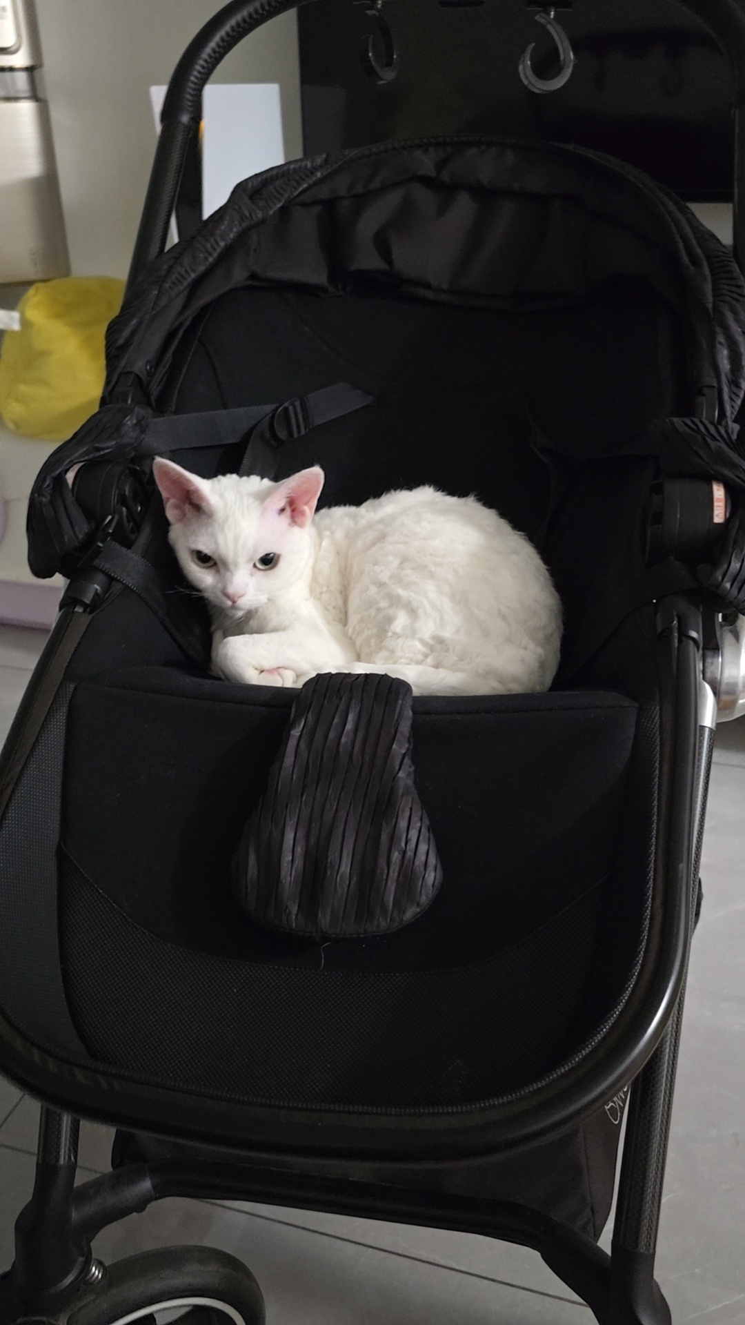 话说猫窝我真感觉是好没用的一个东西。我家猫除了猫窝，哪都睡扫地机器人上，洗衣机里
