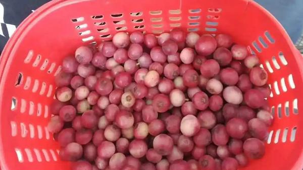 粉色蓝莓并非新物种，早在十年前已引入国内，目前市面主流品种为“红粉佳人”。其高价