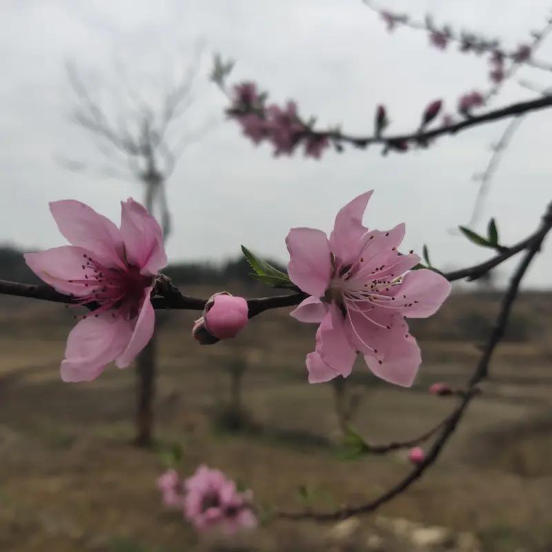 看到“故里桃花常落笔”这个上联，我瞬间来了兴致。这上联营造出一种在故乡赏桃花，还