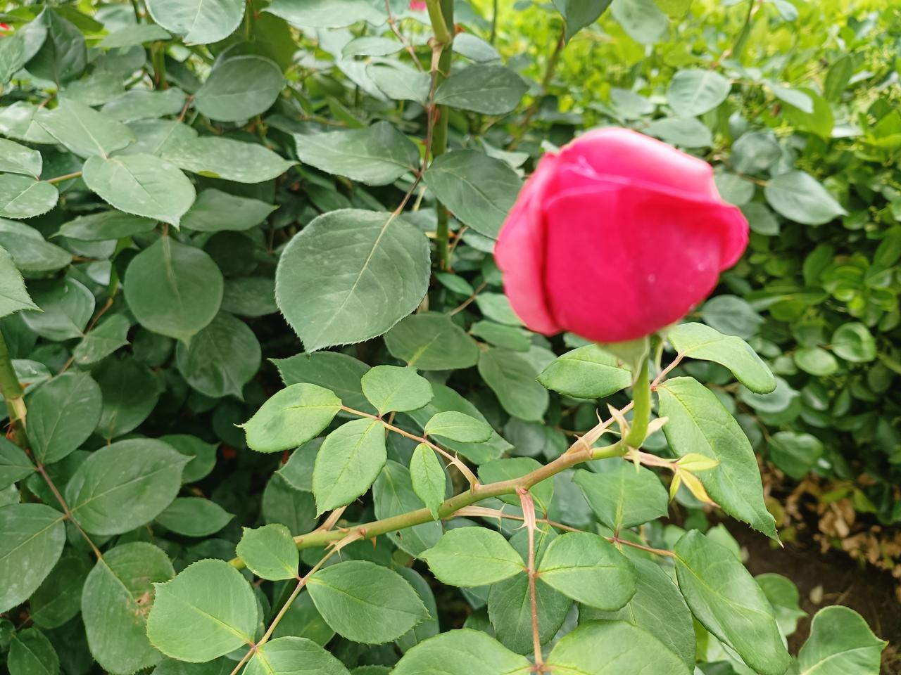 花儿开放有先后，看着含苞待放的月季，满心期盼。