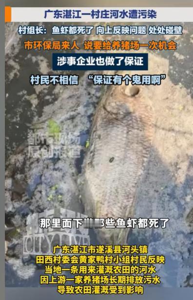 广东湛江，猪场的污水排放到河水，河水流淌过村庄，臭气熏天，河流下游的鱼虾都死了，