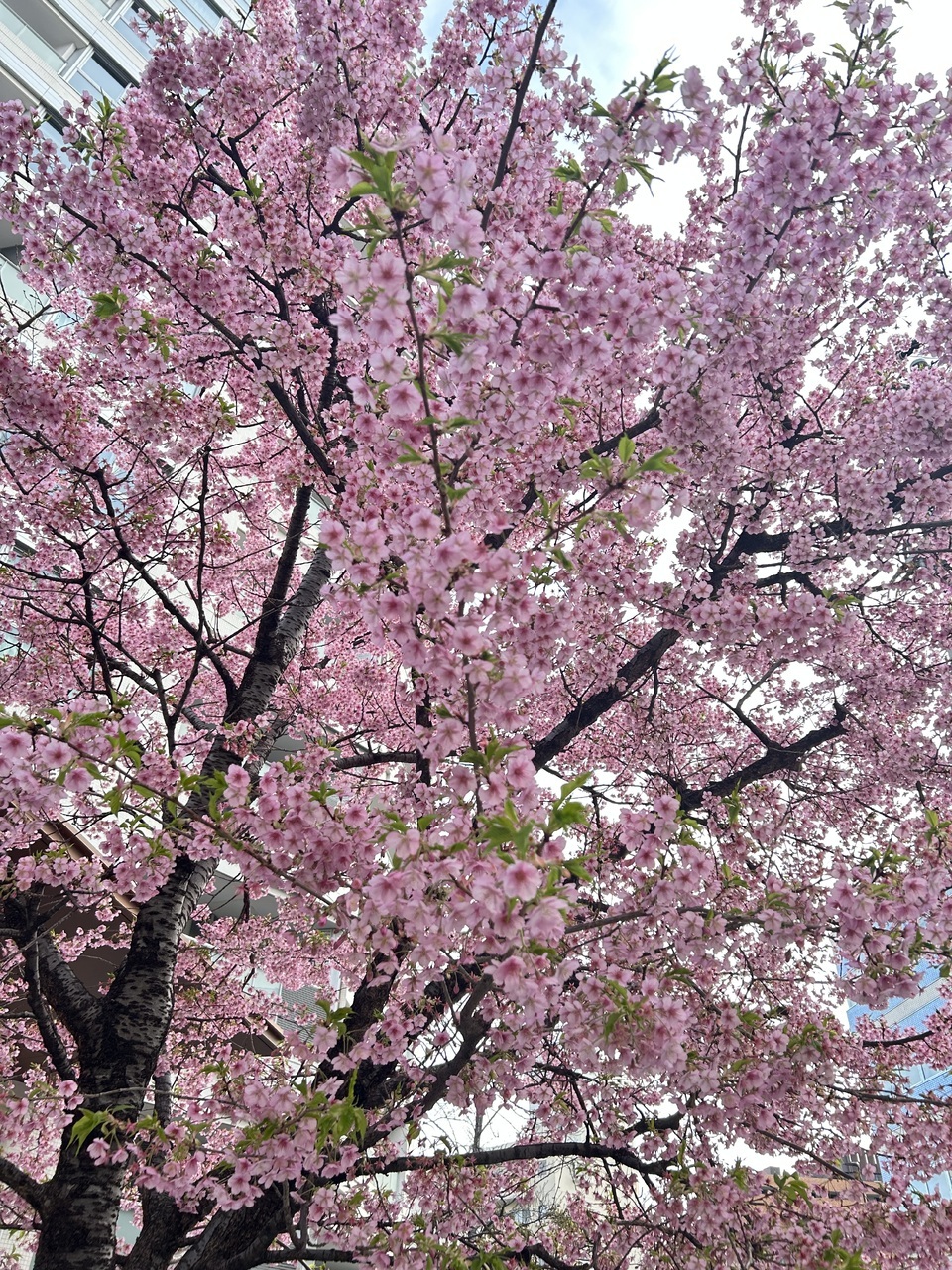 松尾桜「最近、じがんがある時にお散歩をよくするんだけど、お花に注目しながら歩いて