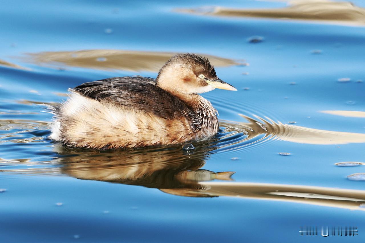 玉渊潭公园的小鸊鷉