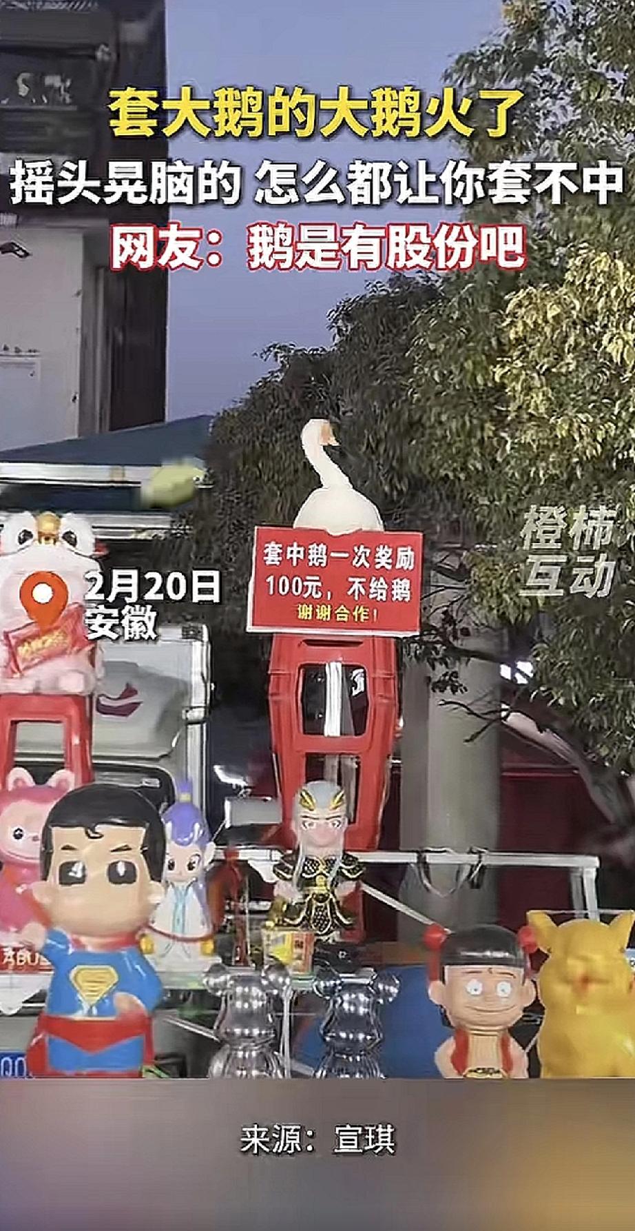 安徽有个套圈摊最近火了，火的原因不是套圈的人，而是那只被套的大鹅。

视频里，大