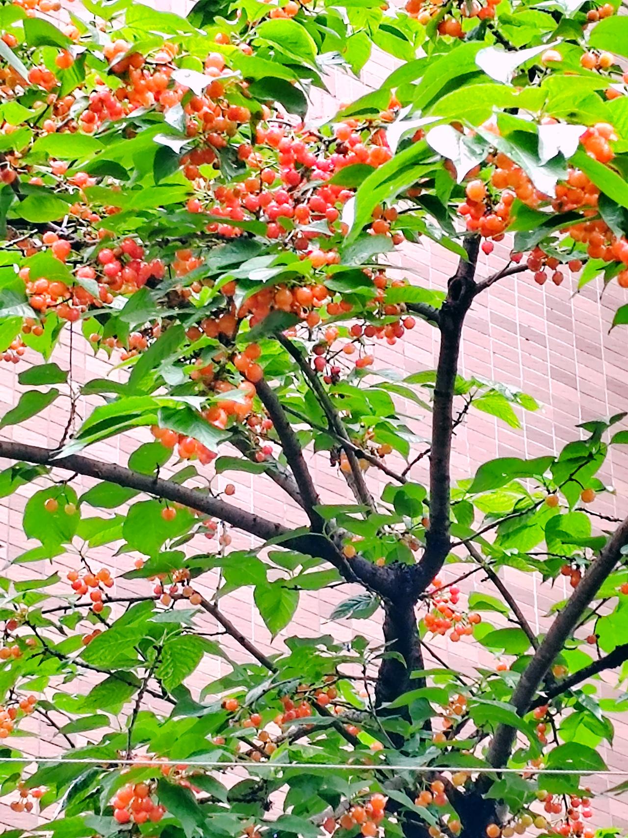  满树樱桃缀满枝头，红得像一串串玛瑙，把初夏的甜蜜都藏进了绿叶间🍒