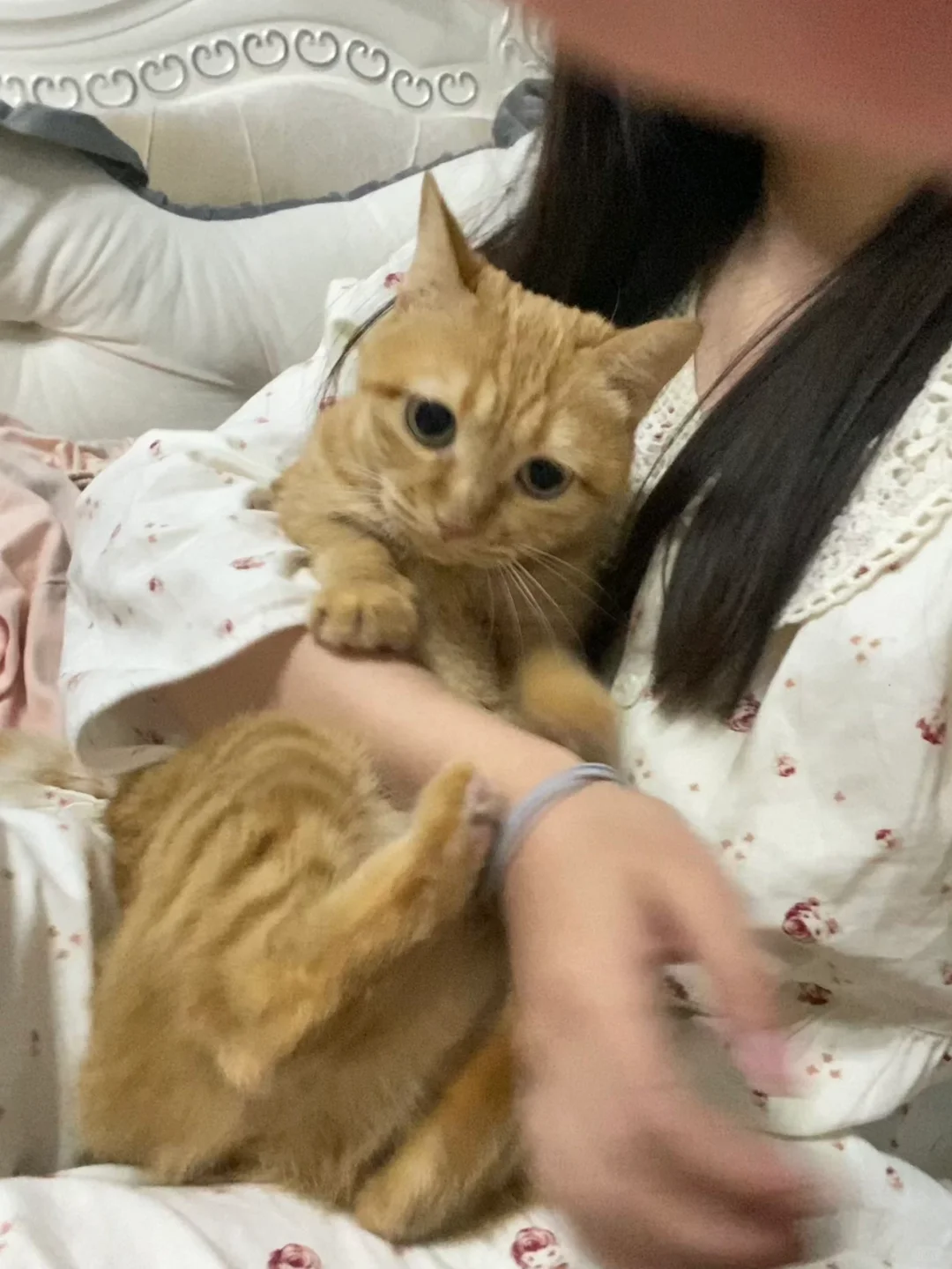你自己去外面问问谁家小猫只给抱30秒的