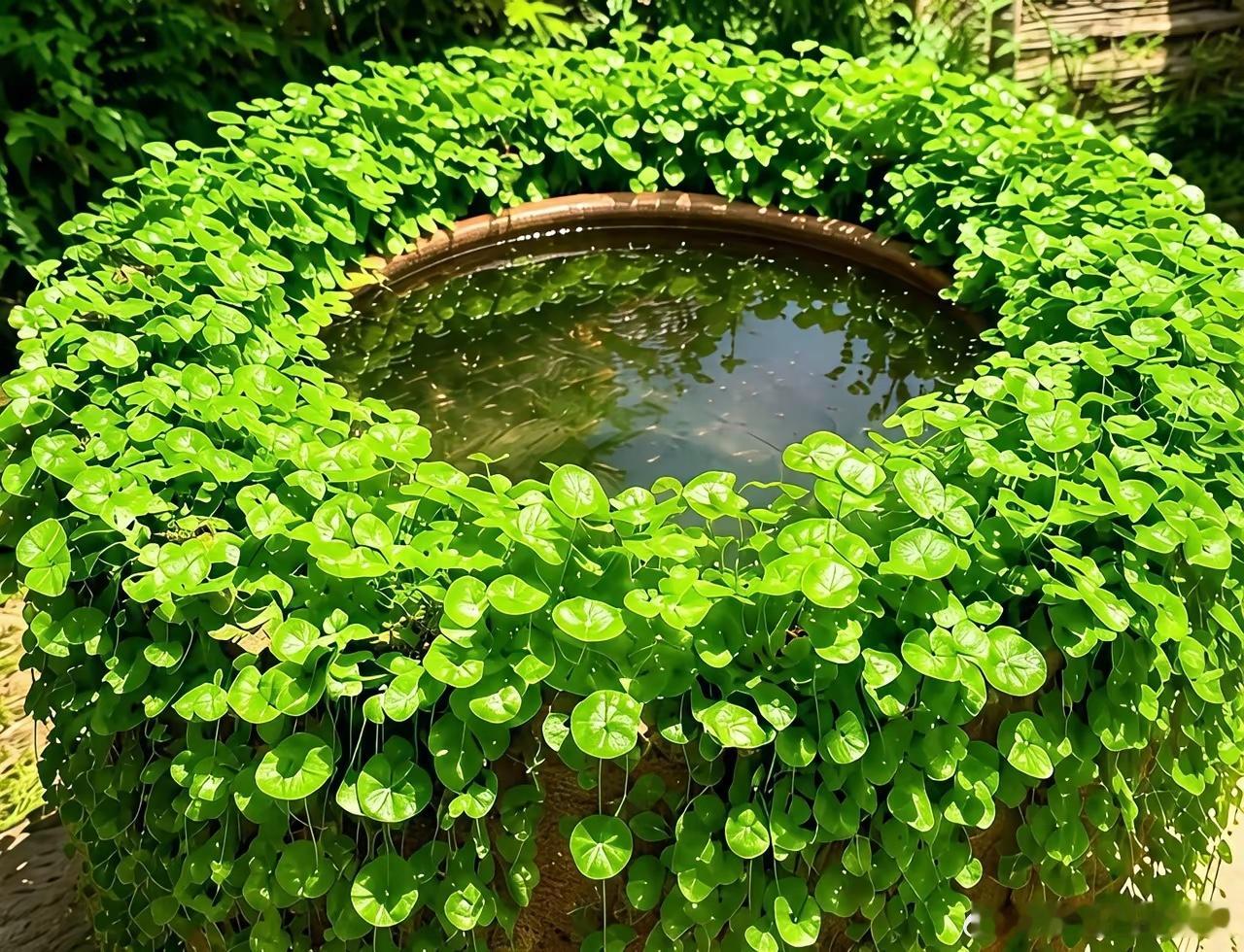 8月13号，同花顺热榜1、百花医药: 青蒿素+肝炎概念2、太极实业: 存储芯片+