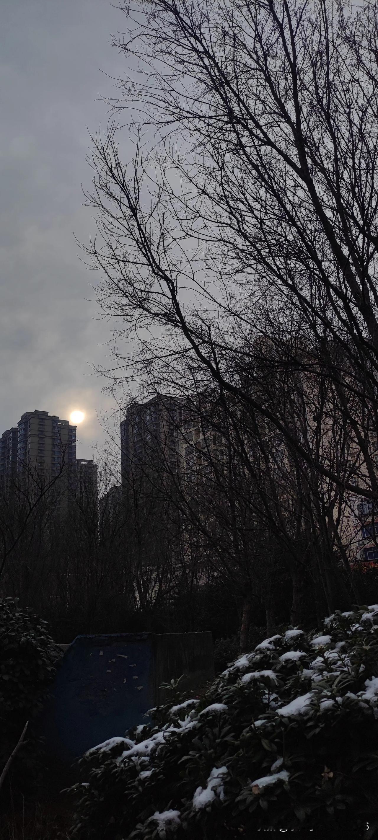 分享一张你拍的清晨阳光。。。前天下过雨夹雪，有些植物上还残留一些。。。