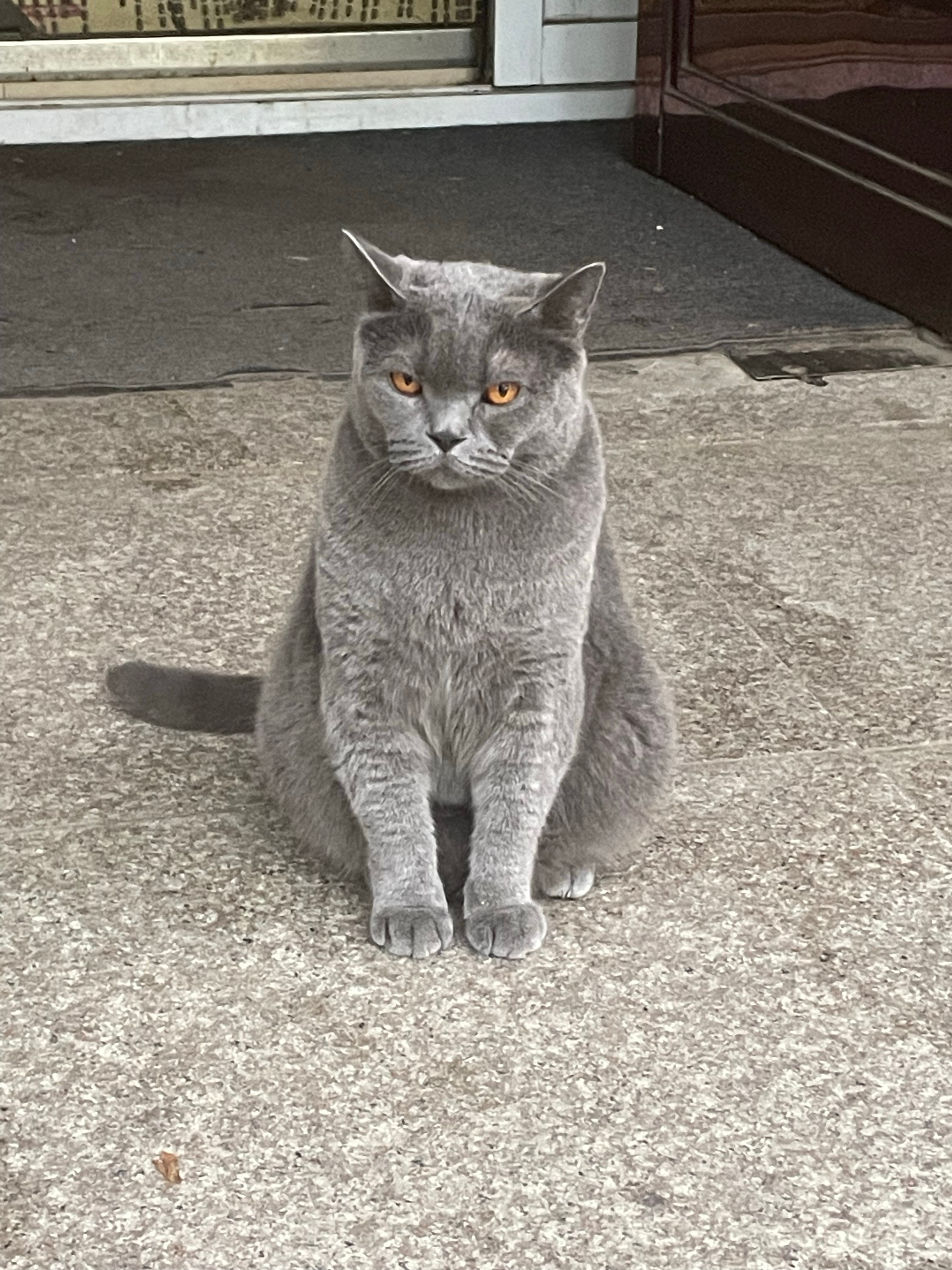 #大学生暑假回家现状#溜猫逗狗，拍日出日落，拍云彩 ​​​