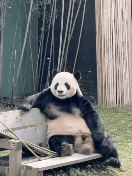 乐宝是不是又要喜当爹了？爱宝已经停展去专心待产，给睿宝和辉宝接生的王平峰奶爸也紧