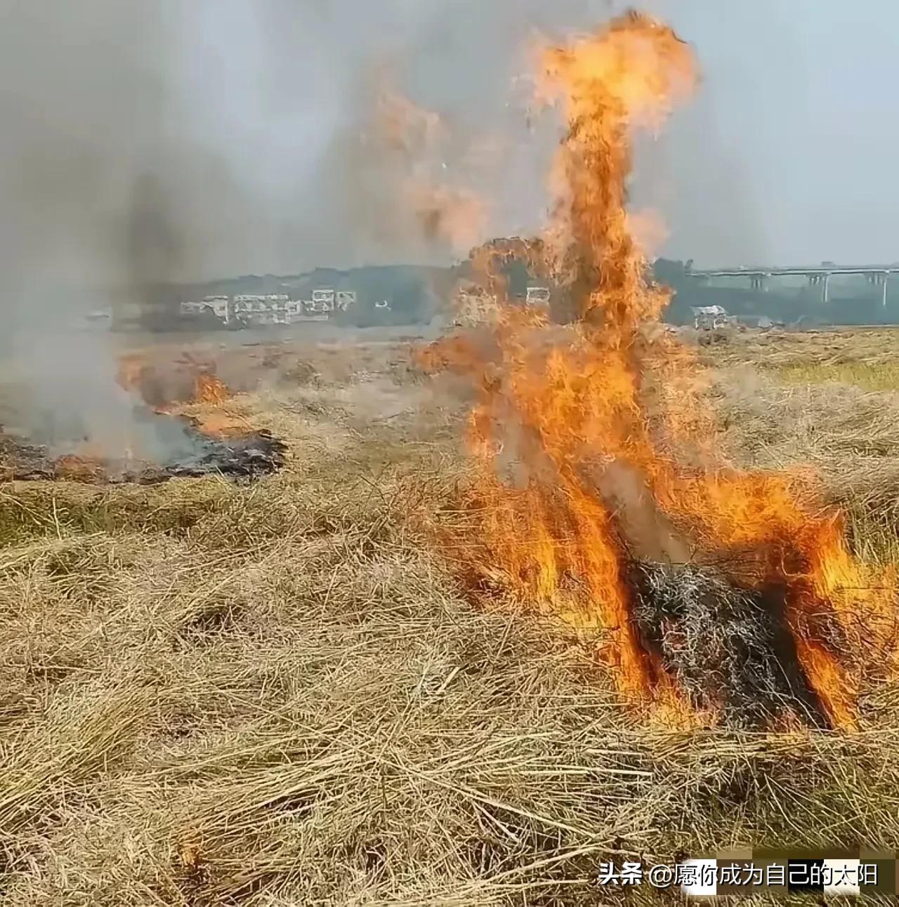 听说广西某地可以焚烧秸秆，真的假的？
焚烧秸秆，不是污染空气吗？
我们这一直禁止