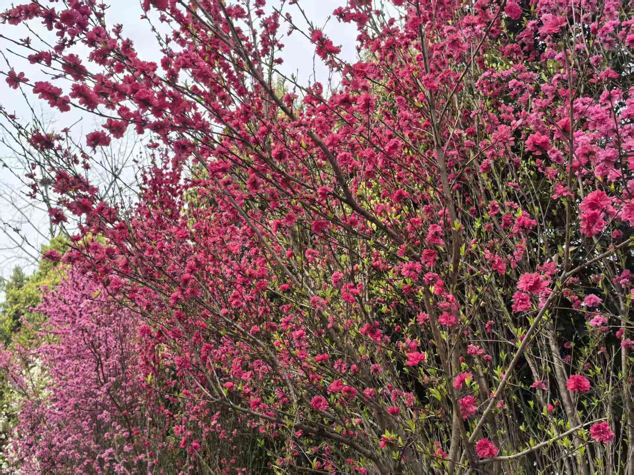 与春天有关的一个字谜，你能猜出来吗？

父亲以前考我们的一个字谜，谜面都是民国的