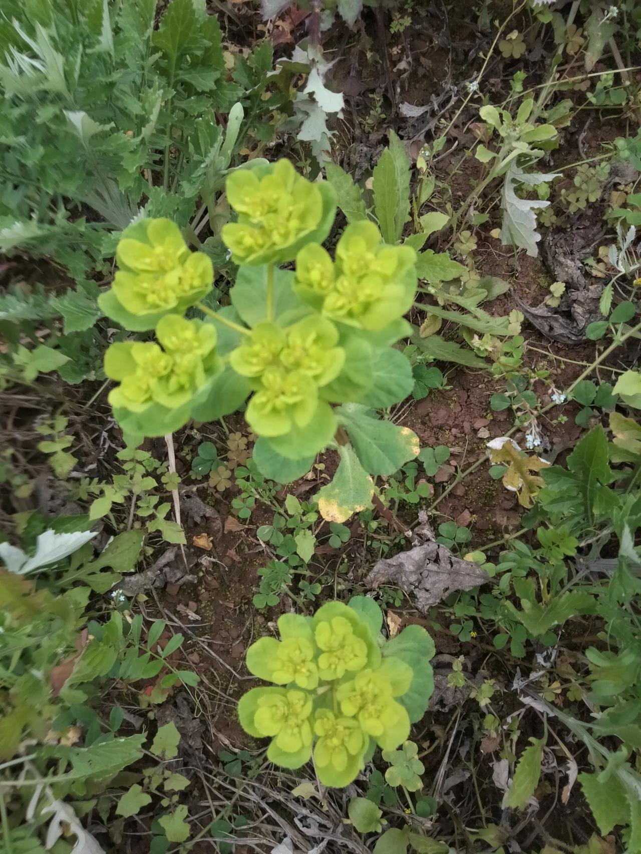 泽漆，又名五朵云，漆茎，猫儿眼睛草，绿叶绿花草……
一般生长在山坡，路旁，土地…