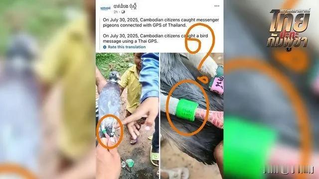 快讯！快讯！
社交媒体疯传
柬埔寨指责泰国使用“鸽子间谍”，泰国称是比赛鸽子
 