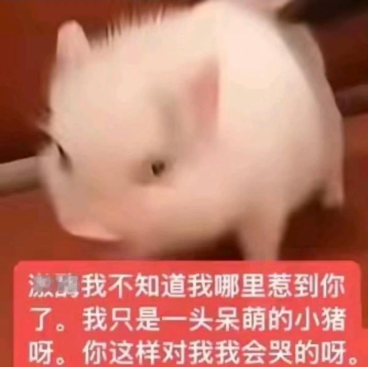分享图片 