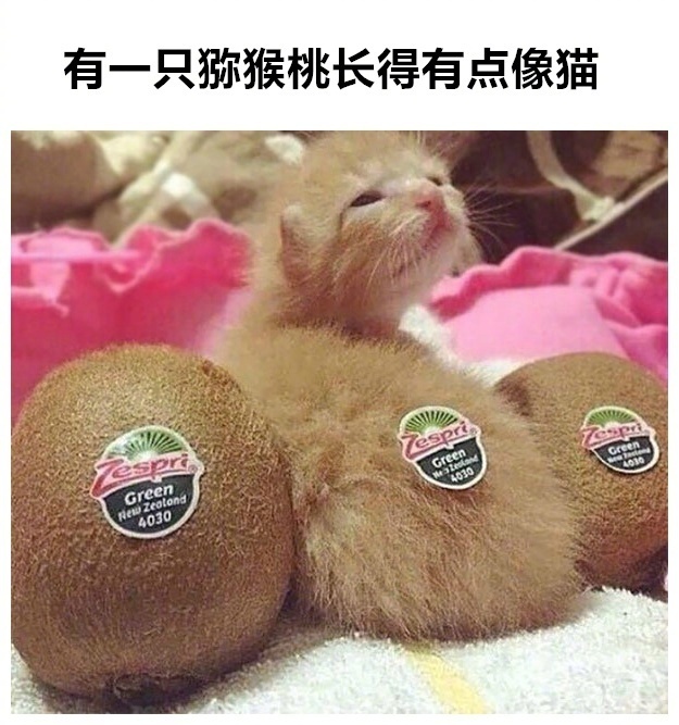 哈哈哈这是什么？好像混入了什么奇怪的东西？