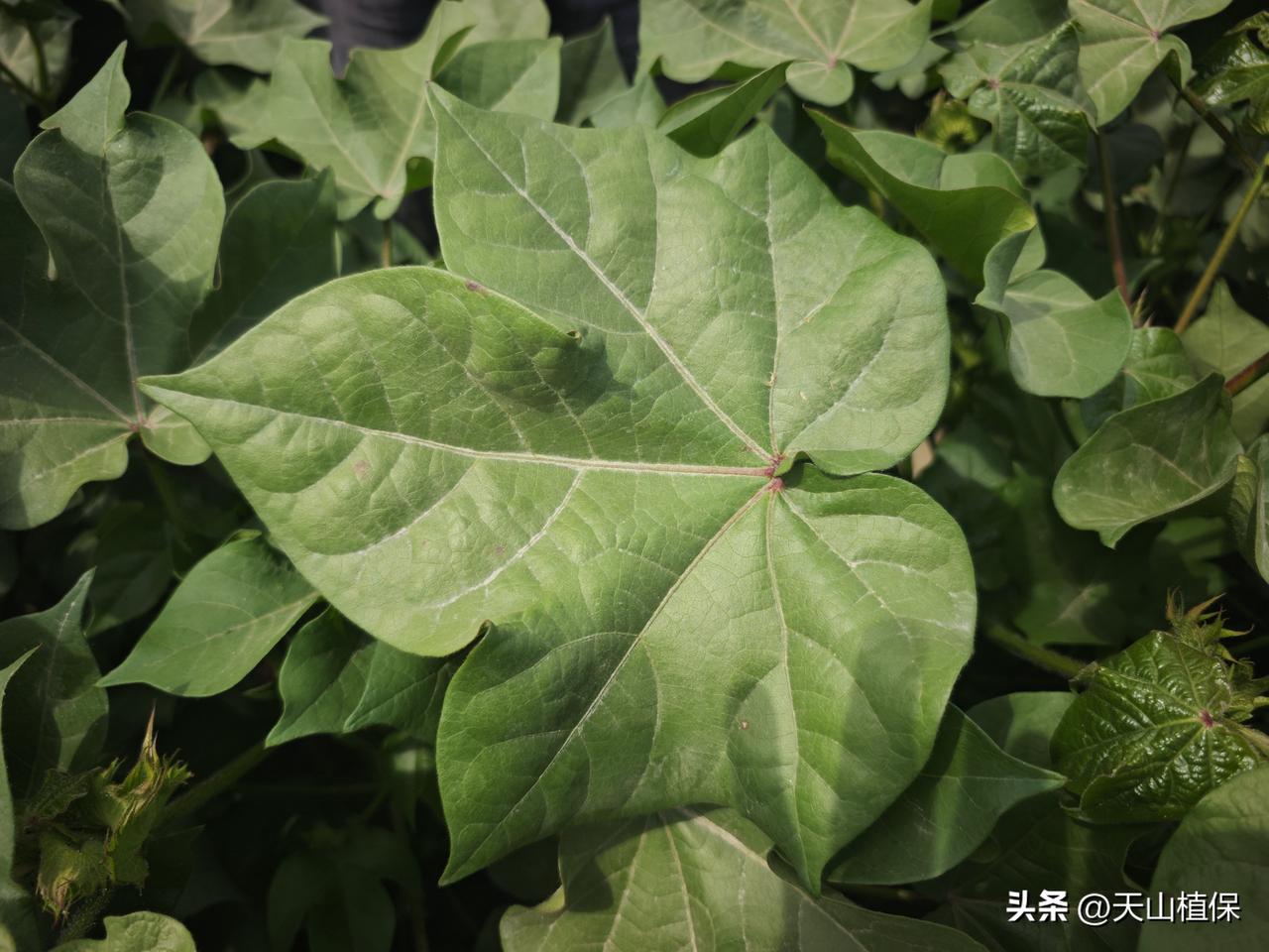夏日生活打卡季 夏天看到好大的棉花叶子，就想起小时候跟着大人去棉花地的时光。棉花
