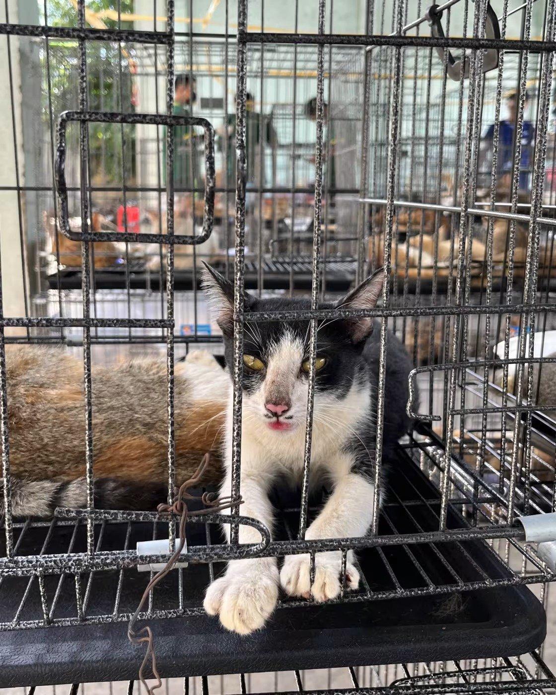 越南警方近日在胡志明市破获了一个大规模的猫肉非法交易团伙，解救了500多只猫（其