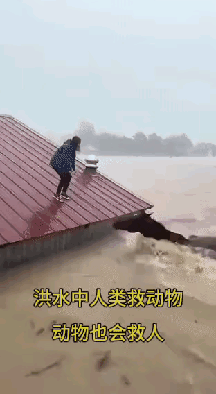 【疑似 AI 生成请注意甄别】
主人平时一定对它很好，马儿游泳过来，救出了她！