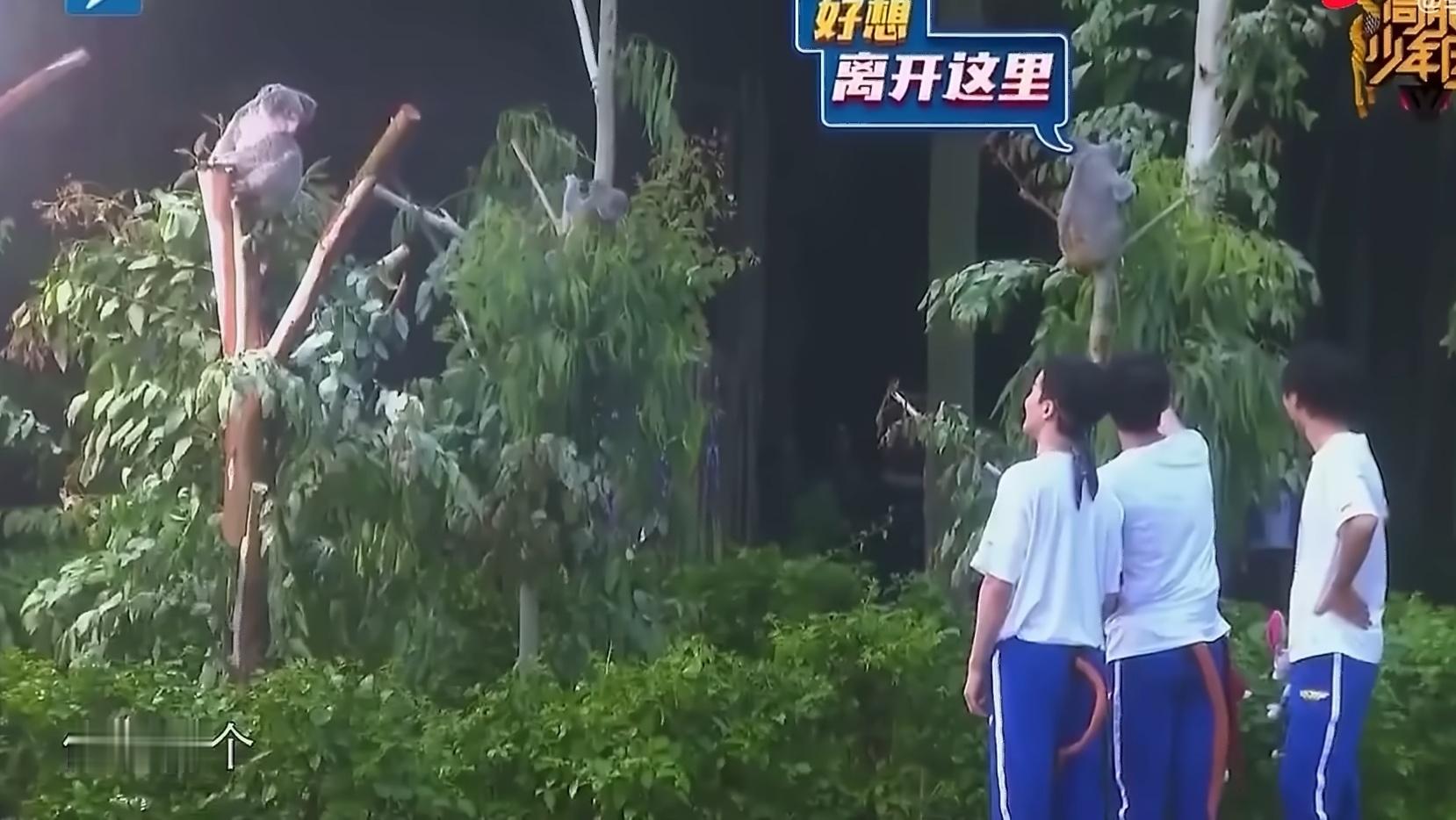 我眼中的世界 看到了小凯同款小考拉  长颈鹿  小象……
