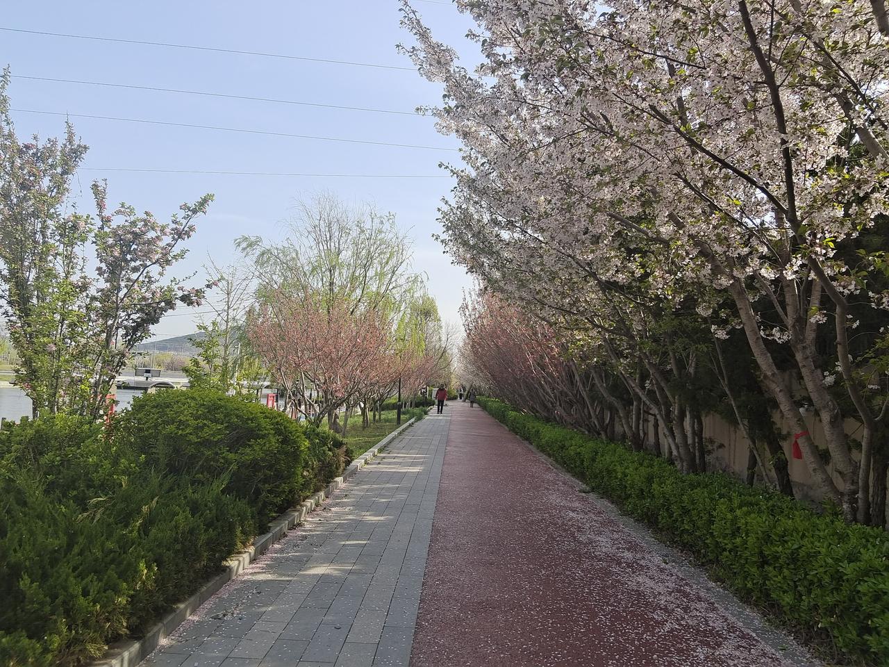 随手拍拍花花草草