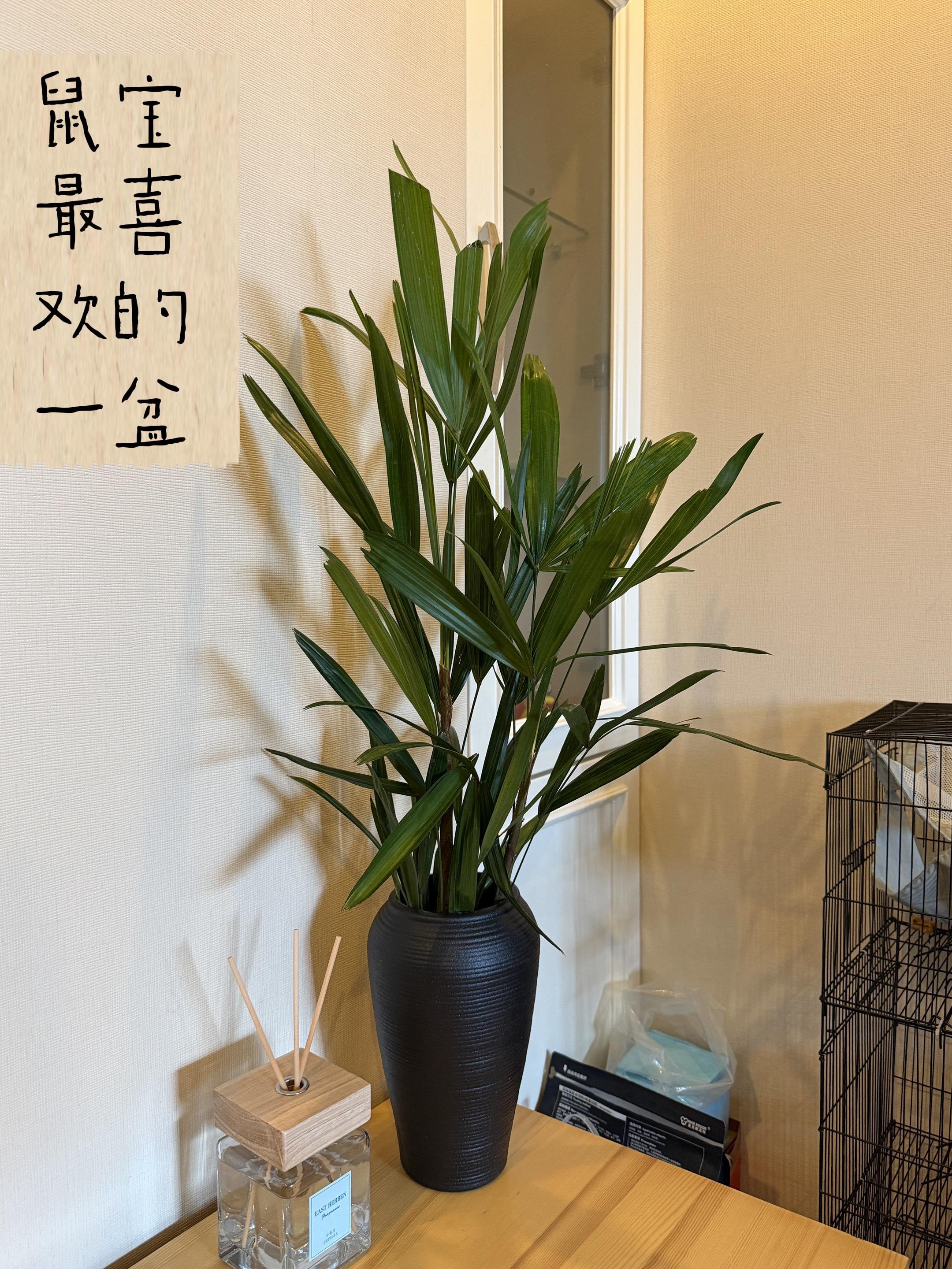逐渐喜欢上慢慢的生活