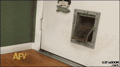 猫猫：看来我还在长大 