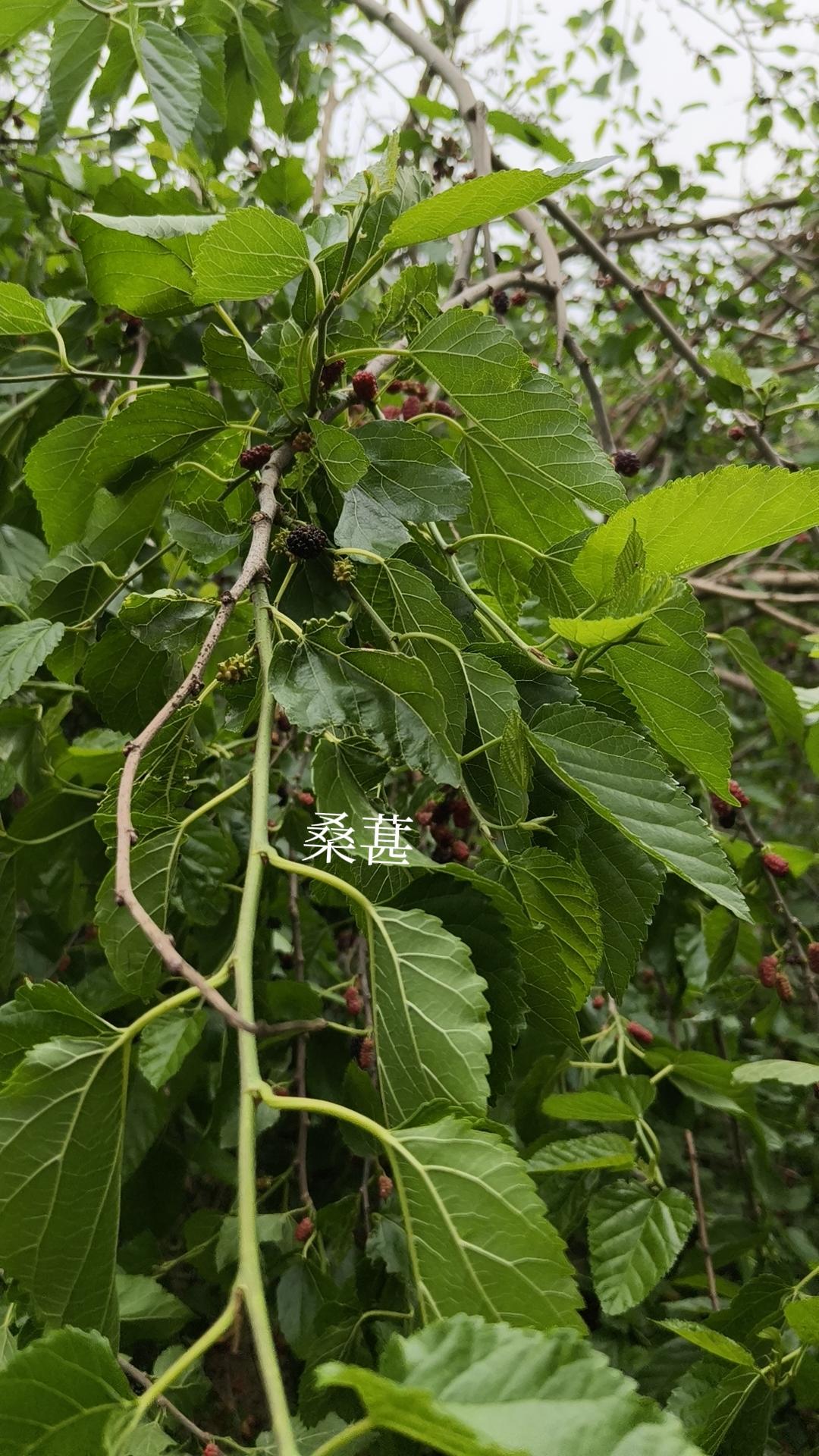 今天和朋友出门，她跟我讲小区西边有一大片樱桃园，能随意采摘。我心里琢磨这怎么可能