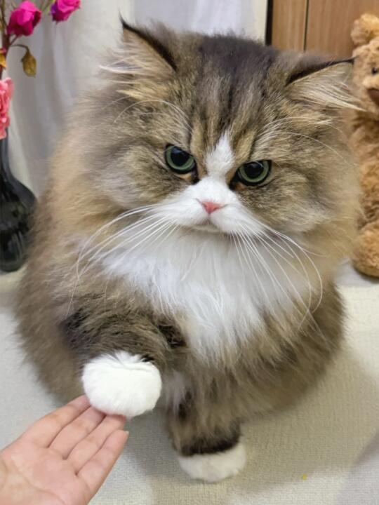 人，允许泥牵猫的手！