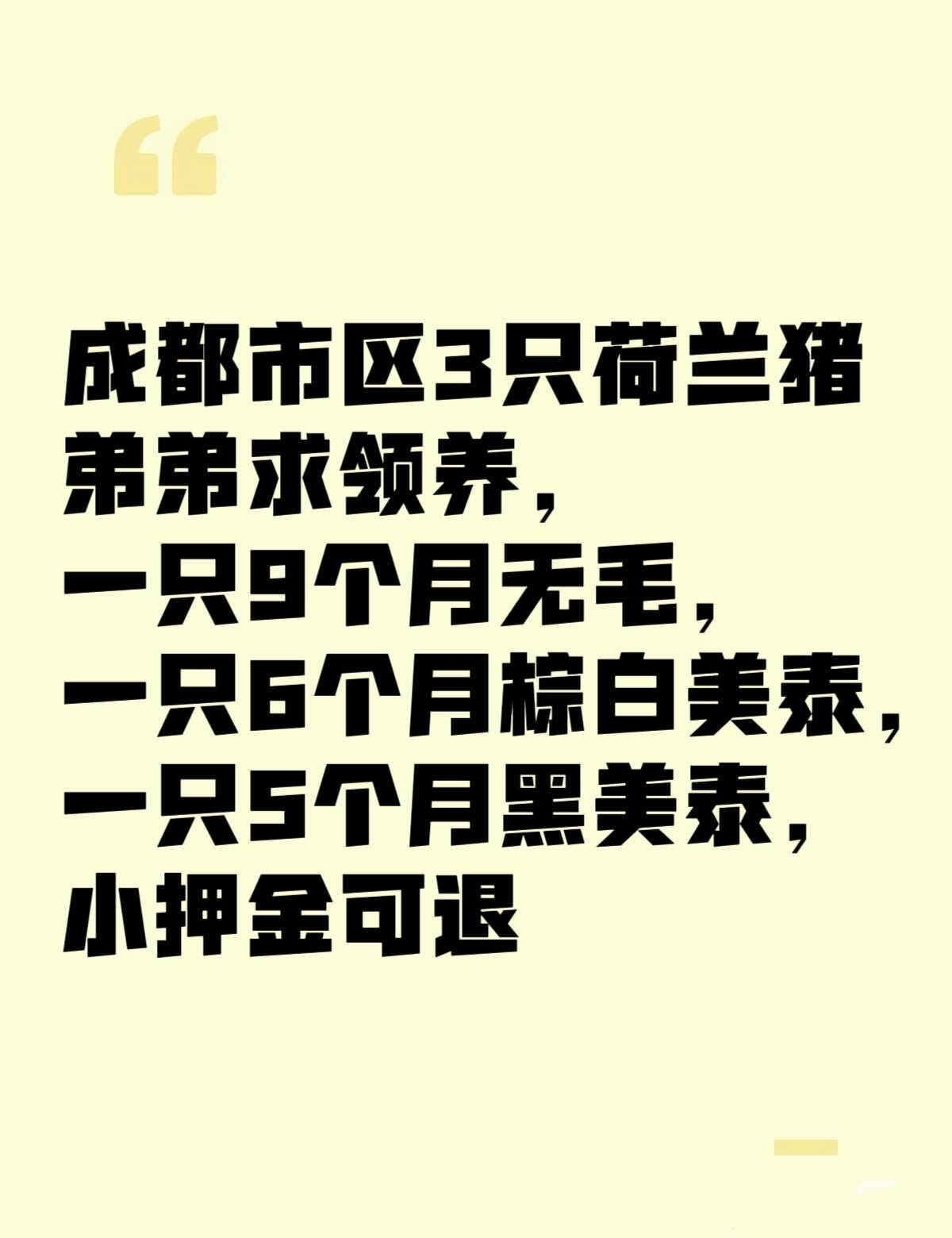 成都荷兰猪求领养
工作变动原因无法继续养了
三只弟弟，押金100，半年后健康退