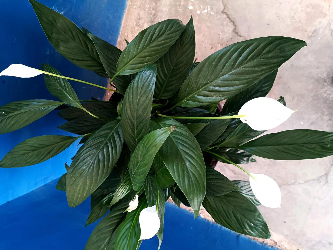 墙角一枝百合开，
静等客家如约来。
昨夜寂寞秋风去，
自酿清香暗羞怀！