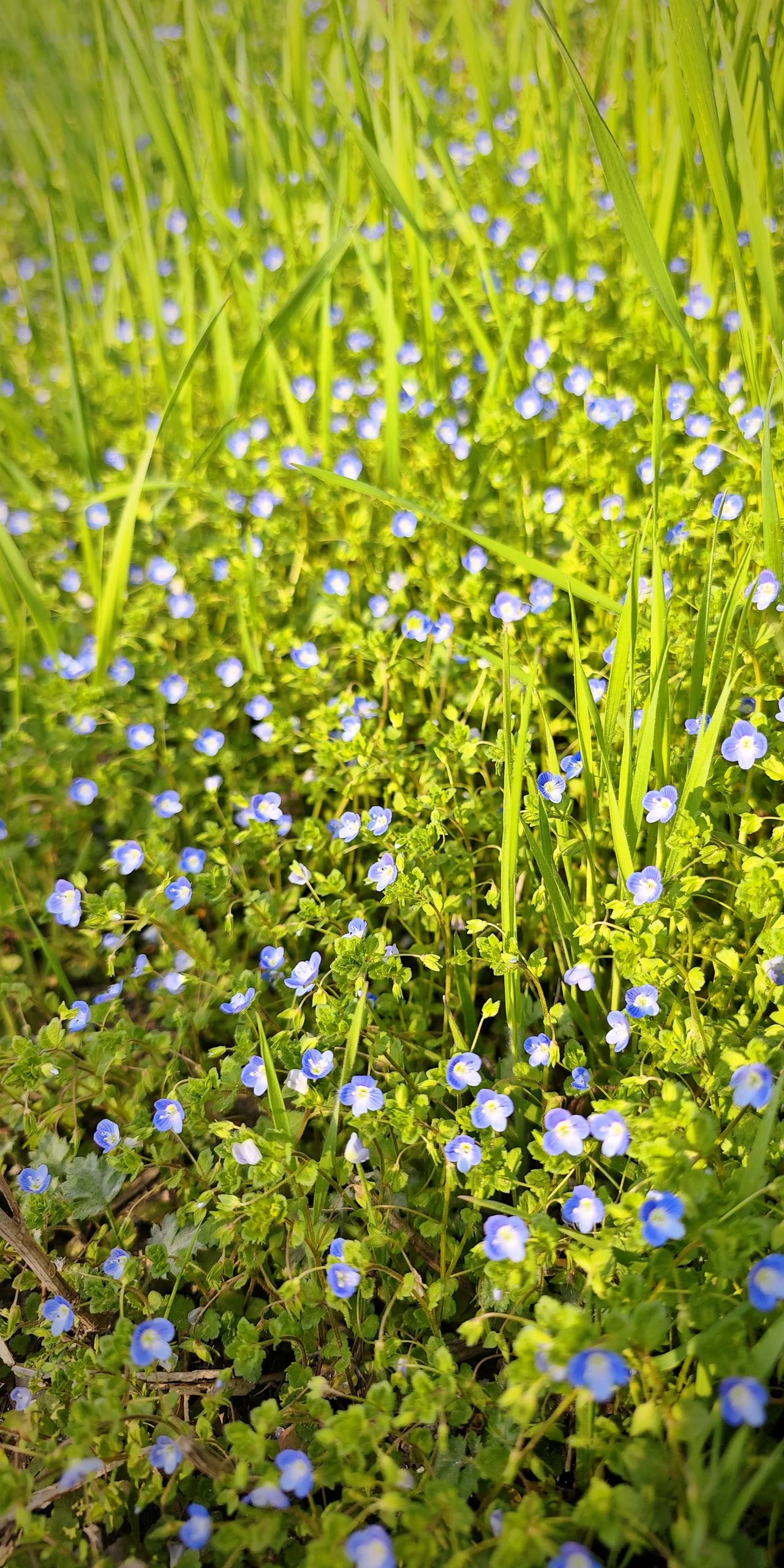 晒图笔记大赛 春日野花盛开，蓝白相间，生机盎然。🌸🌼