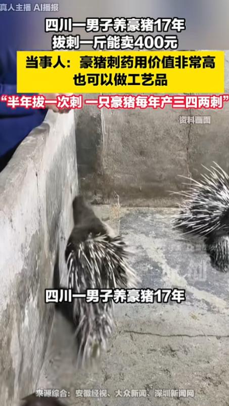 “开眼界了！”四川内江，一男子养了17年豪猪，他不做别的，就靠拔豪猪刺卖钱，每斤