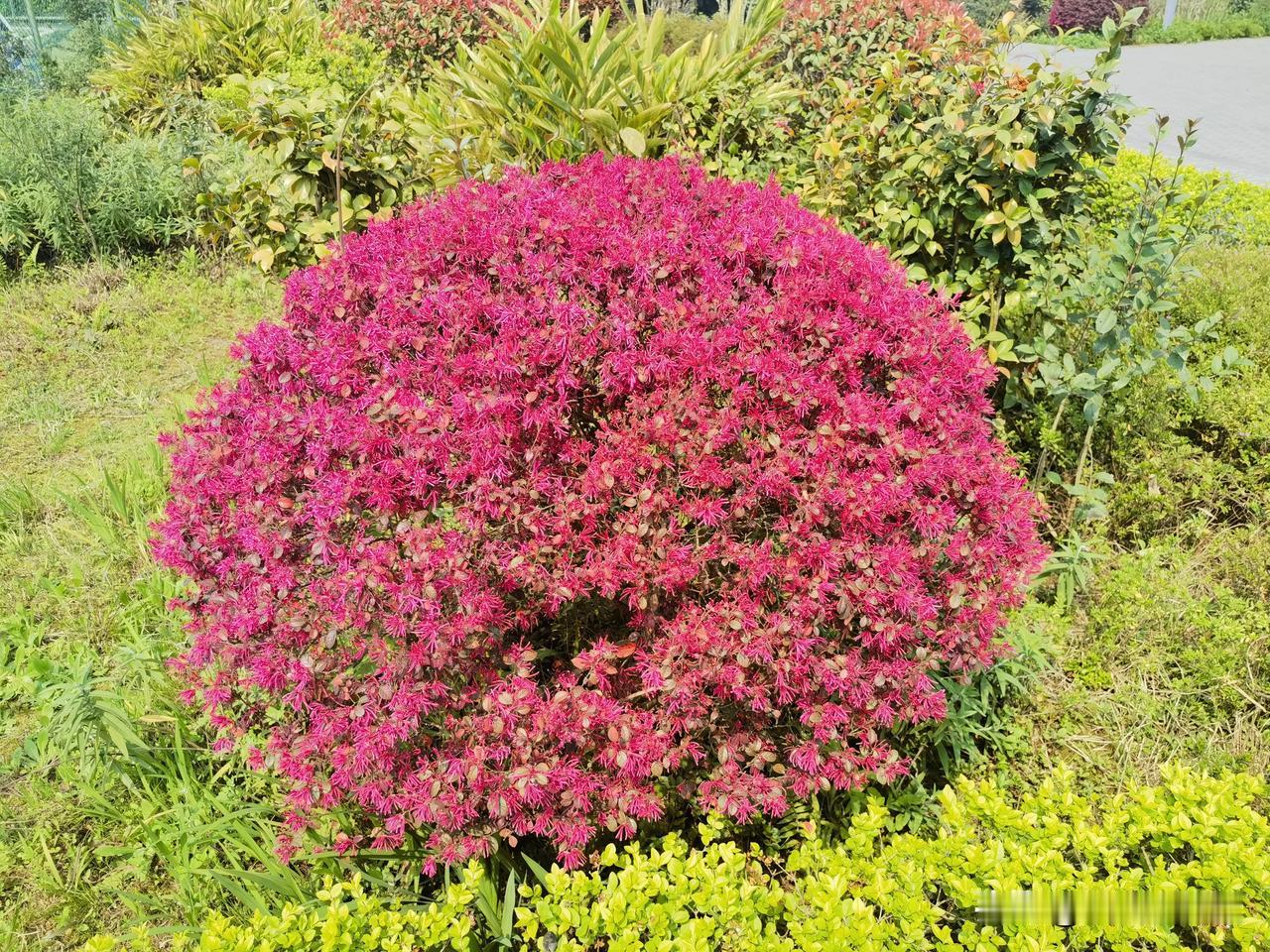 #周末去哪玩#
重庆照母山