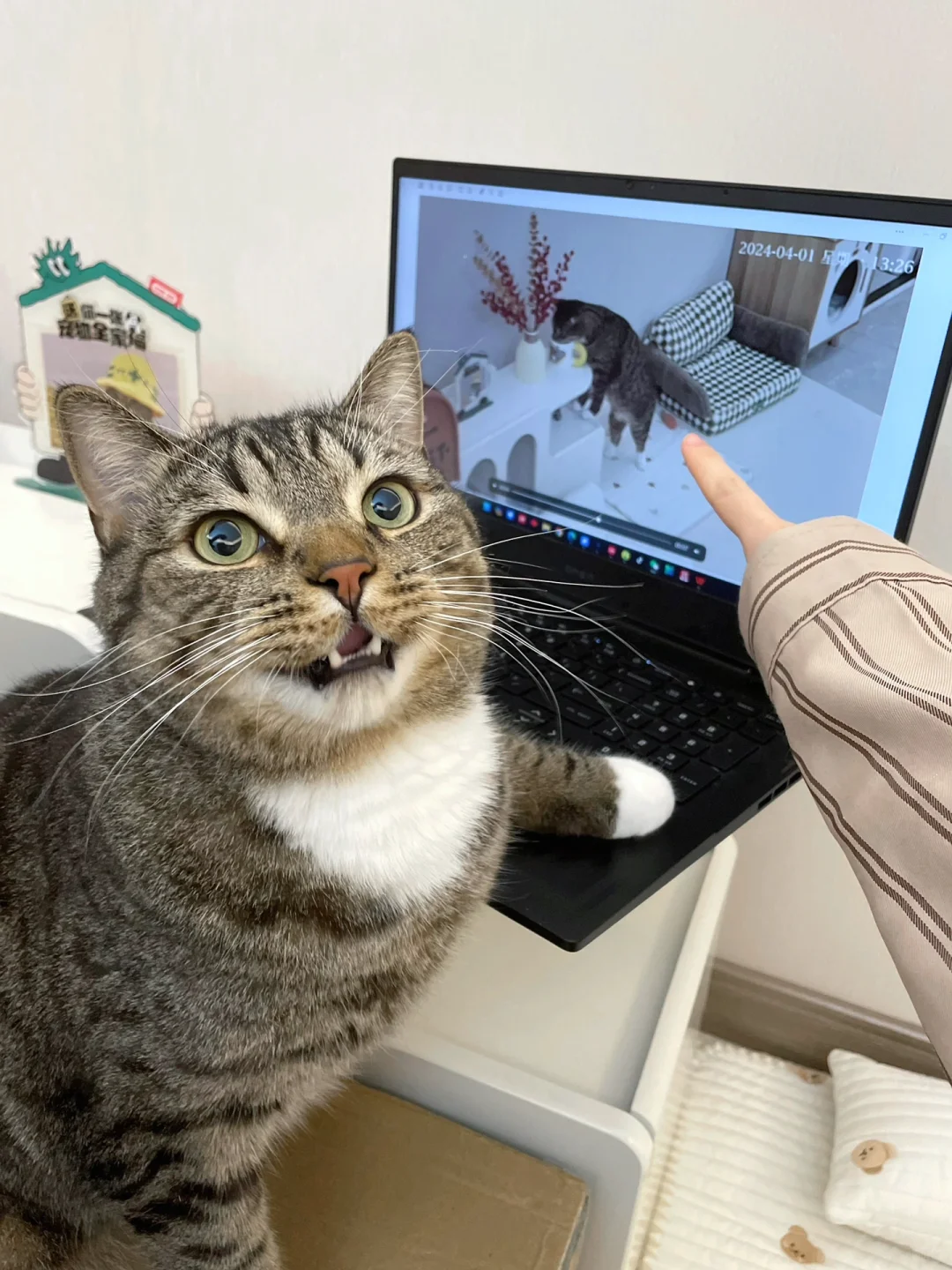 抓住了肇事小猫，但它说监控里不是它！