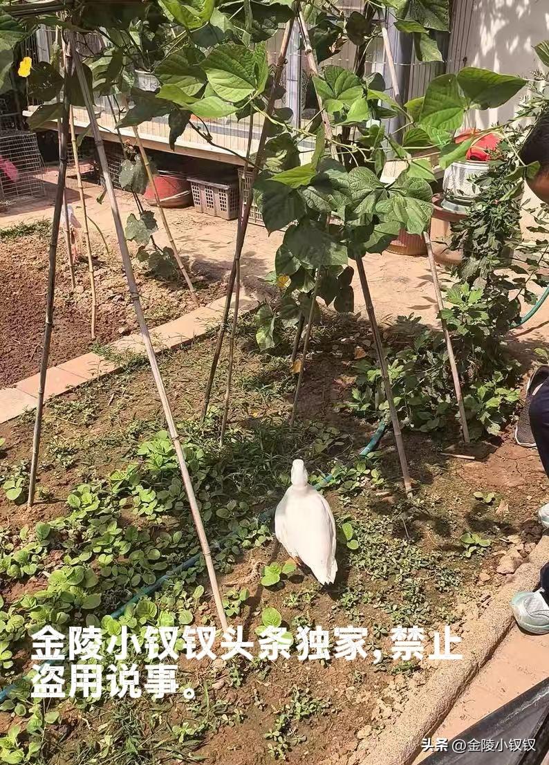 鸭子过上了幸福生活！

刚刚收到了买主反馈的两张照片，我家的柯尔鸭不仅彻底摆脱了